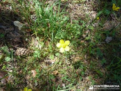 El pinar del Puerto de Navafría;trekking y aventura;pedriza;excursiones madrid